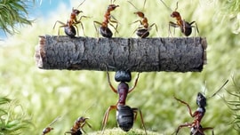 Tư duy cốt lõi của kẻ trí, sống cuộc đời cao cấp: Bài học từ hiệu ứng “kiến lười” đáng kinh ngạc