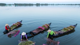 Lần đầu thấy cảnh người Việt Nam thu hoạch hoa súng, khách Mỹ choáng ngợp