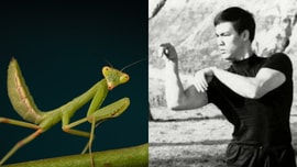 Lý Tiểu Long say mê môn võ bọ ngựa, dùng cách đặc biệt để xin học