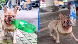 Chú chó gây sốt vì kiếm được hàng trăm triệu chỉ nhờ nhặt ve chai
